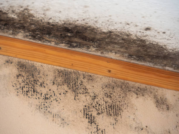Best Emergency Mold Remediation  in Sumter, SC